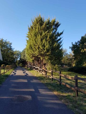 Chemin d'ombres