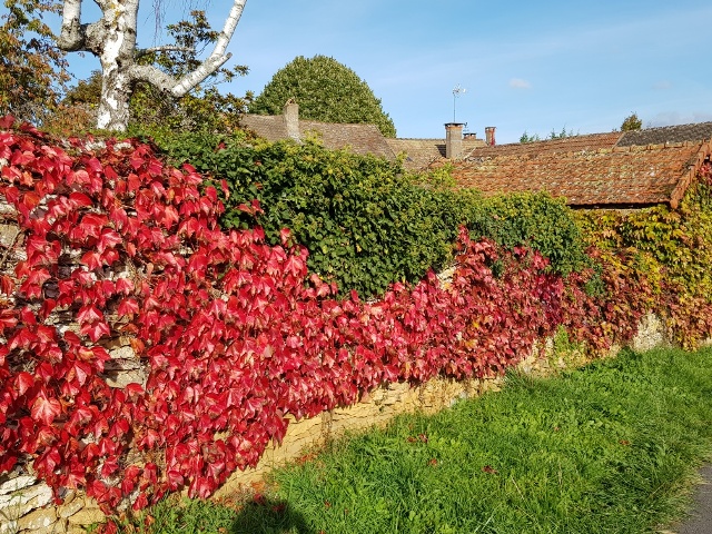 Vigne rouge