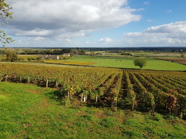 Vignes