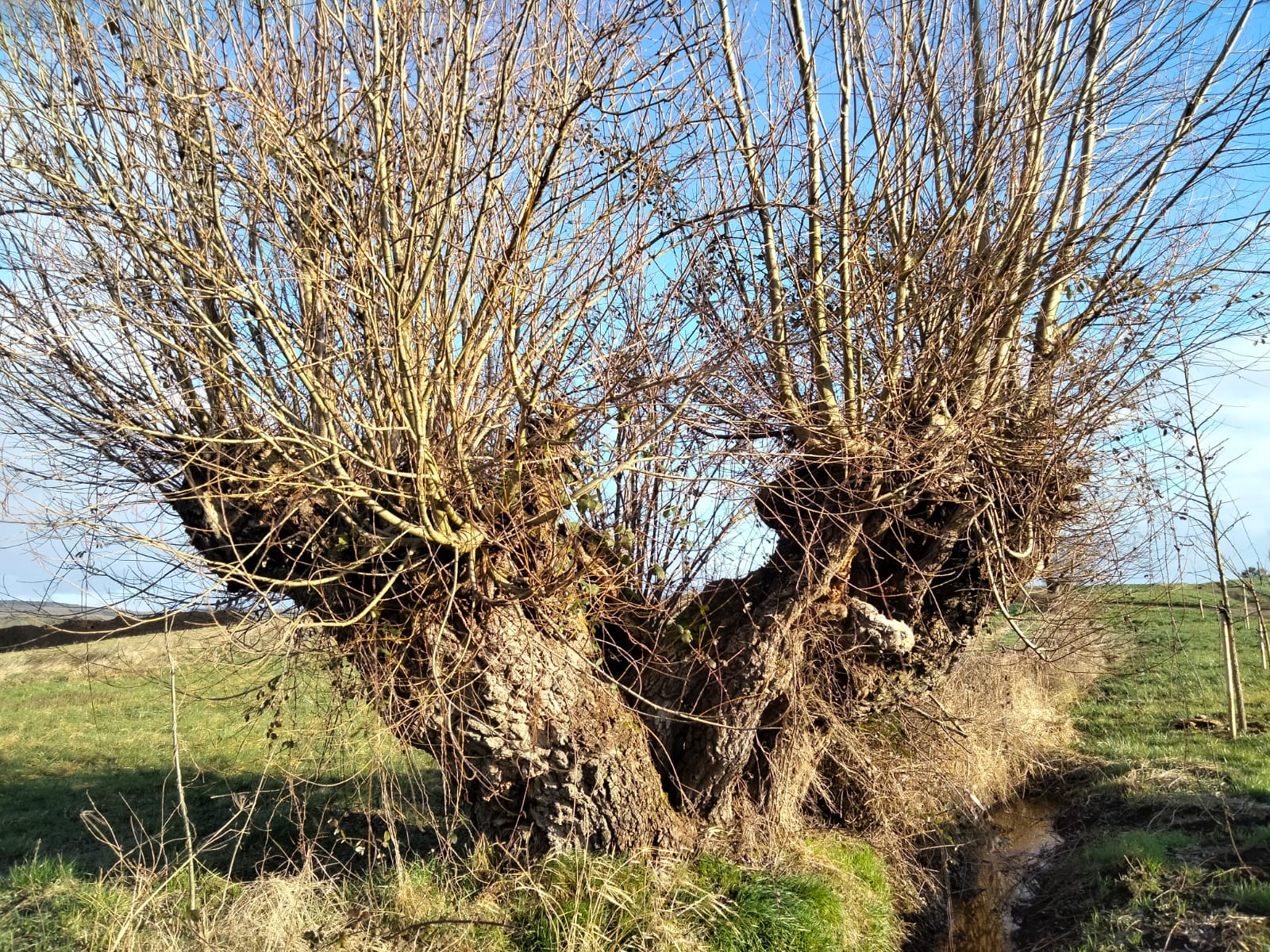 Détail des saules