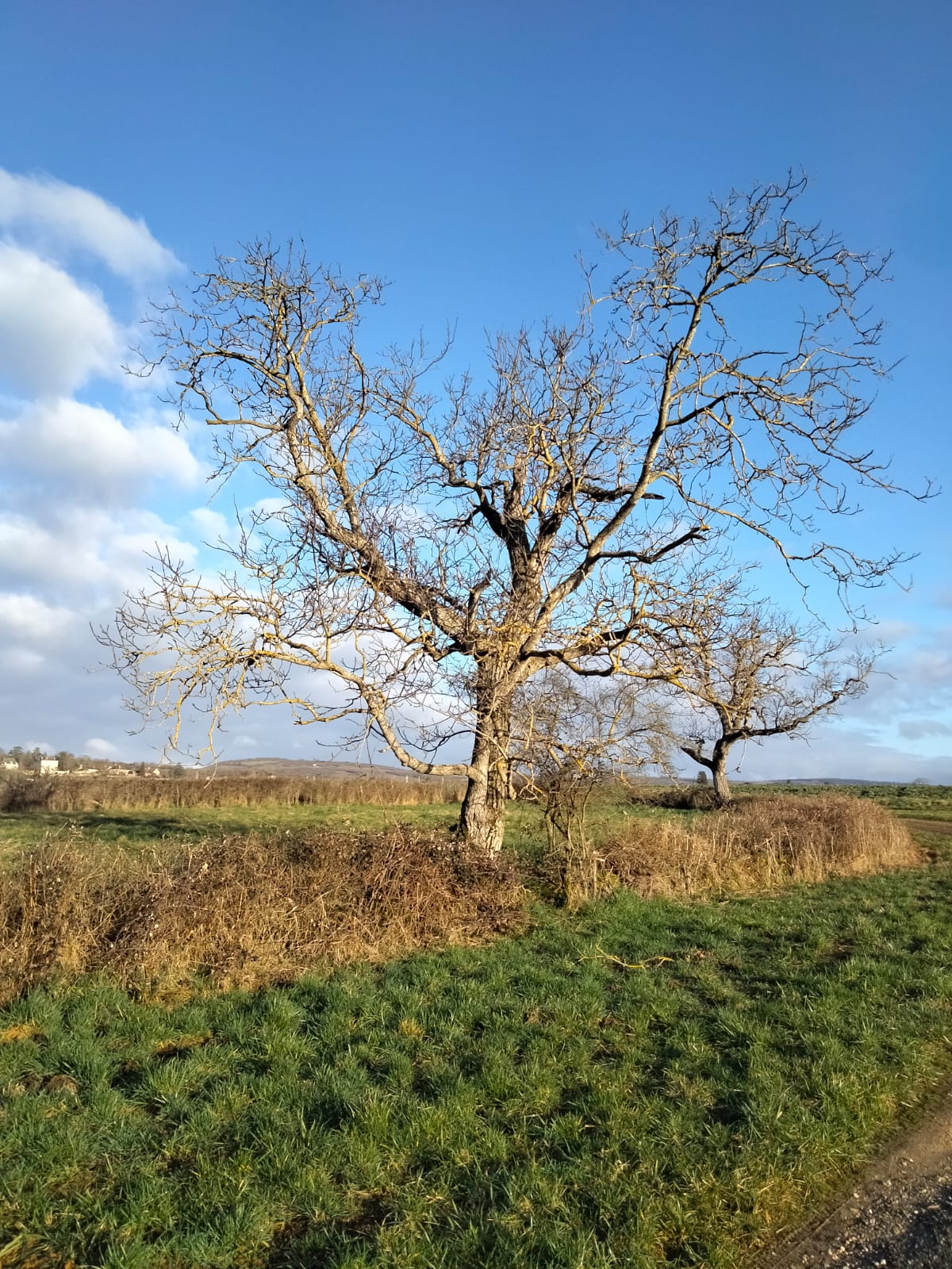 Arbre le long du chemin du lavoir