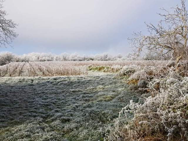 Vignes givrées