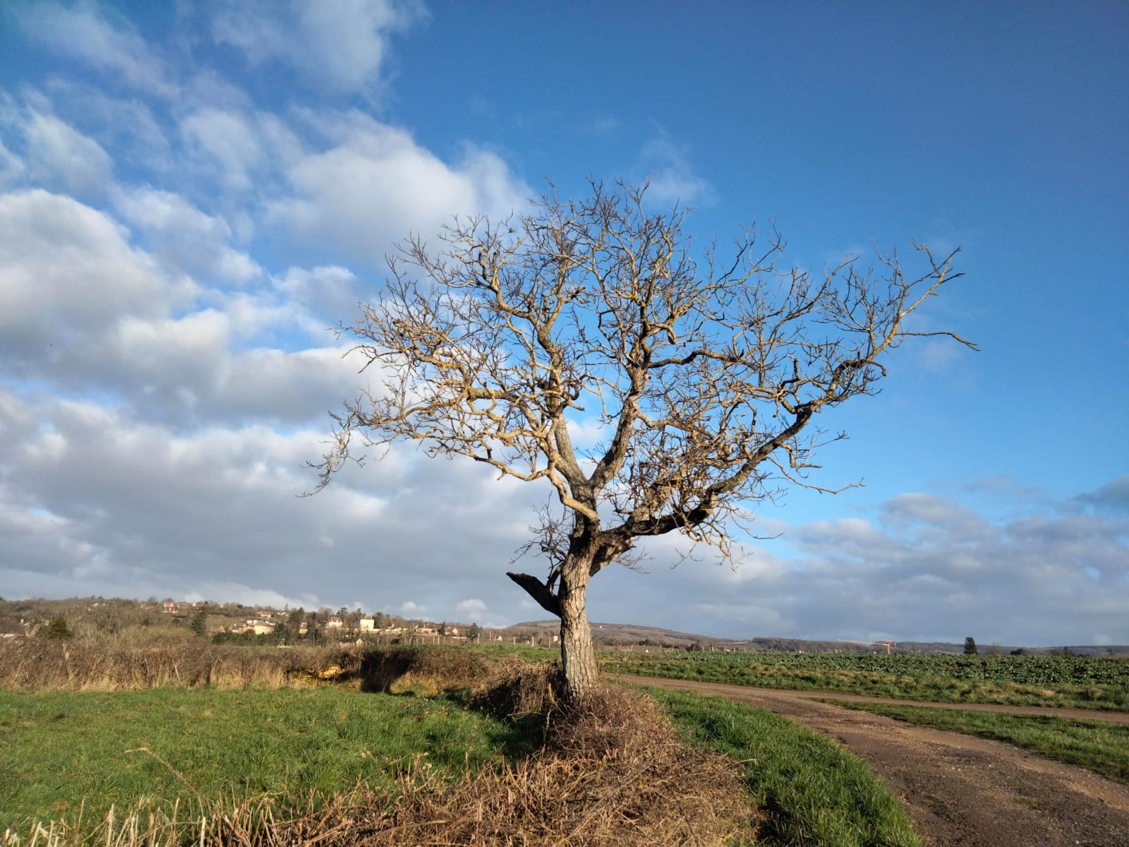 Arbre à l'entrée du chemin du lavoir